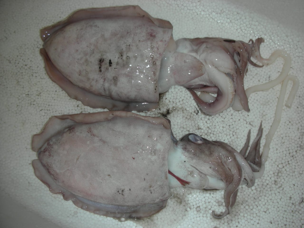 Cuttle Fish Raw Material